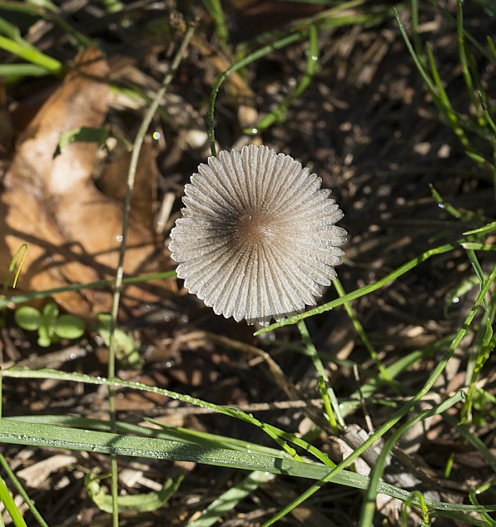 Piccolissimo fungo:  Parasola sp. ( Agaricales - Psathyrellaceae)